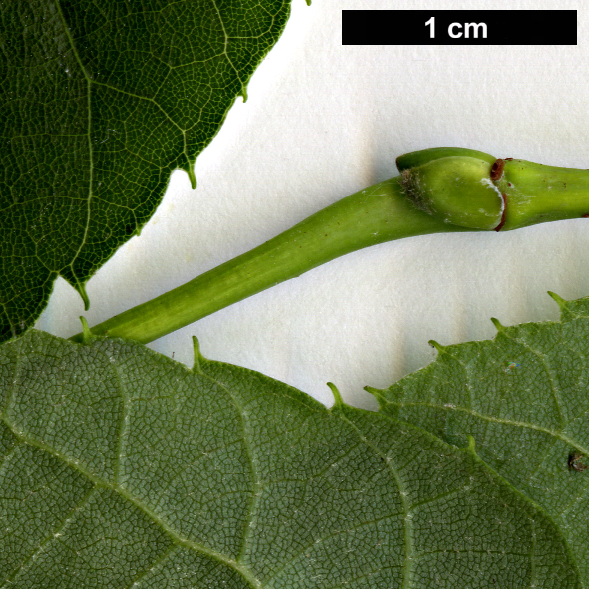 High resolution image: Family: Malvaceae - Genus: Tilia - Taxon: platyphyllos × T.tomentosa